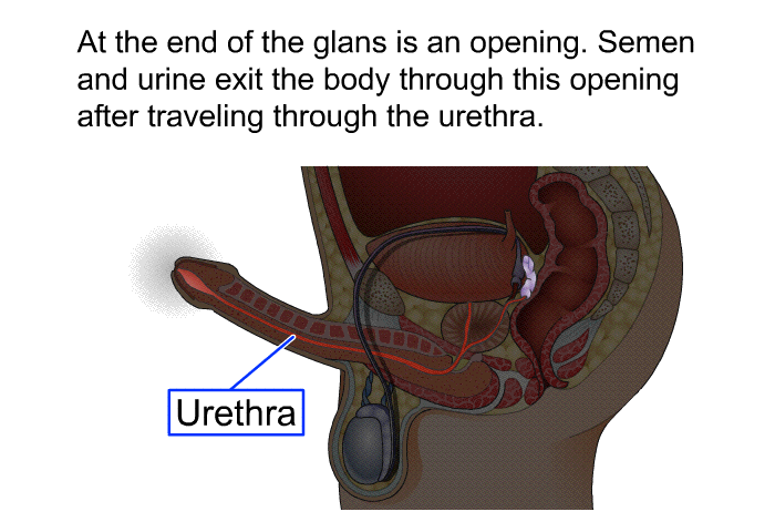 At the end of the glans is an opening. Semen and urine exit the body through this opening after traveling through the urethra.