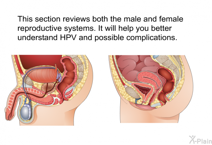 This section reviews both the male and female reproductive systems. It will help you better understand HPV and possible complications.