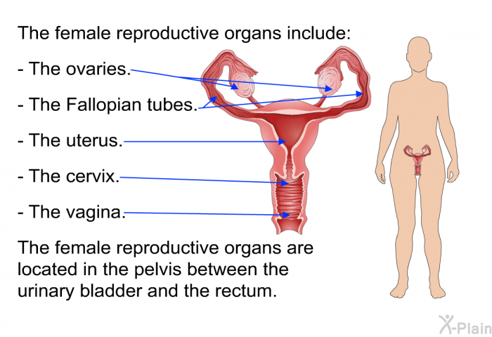 The female reproductive organs include:  The ovaries. The Fallopian tubes. The uterus. The cervix. The vagina.  
 The female reproductive organs are located in the pelvis between the urinary bladder and the rectum.