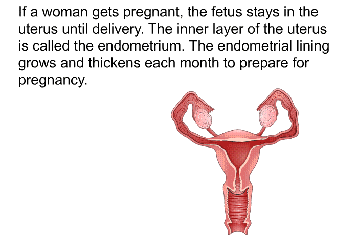 If a woman gets pregnant, the fetus stays in the uterus until delivery. The inner layer of the uterus is called the endometrium. The endometrial lining grows and thickens each month to prepare for pregnancy.