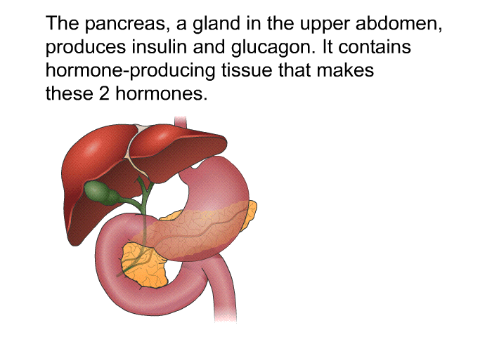 The pancreas, a gland in the upper abdomen, produces insulin and glucagon. It contains hormone-producing tissue that makes these 2 hormones.