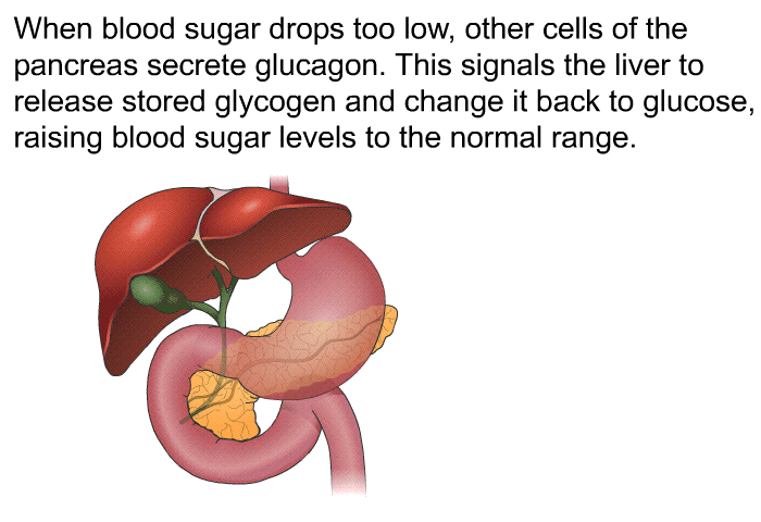 When blood sugar drops too low, other cells of the pancreas secrete glucagon. This signals the liver to release stored glycogen and change it back to glucose, raising blood sugar levels to the normal range.