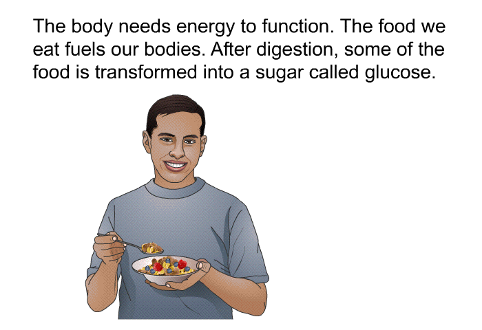The body needs energy to function. The food we eat fuels our bodies. After digestion, some of the food is transformed into a sugar called glucose.
