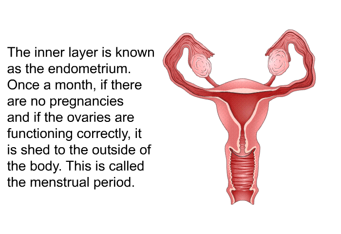 The inner layer is known as the endometrium. Once a month, if there are no pregnancies and if the ovaries are functioning correctly, it is shed to the outside of the body. This is called the menstrual period.