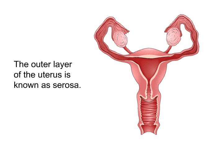 The outer layer of the uterus is known as serosa.