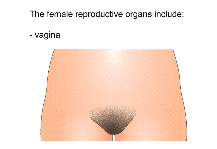 The female reproductive organs include:  vagina