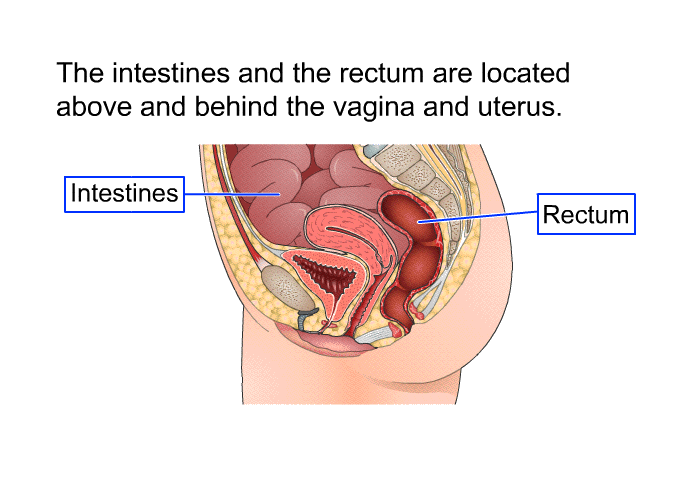 The intestines and the rectum are located above and behind the vagina and uterus.