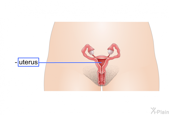 uterus