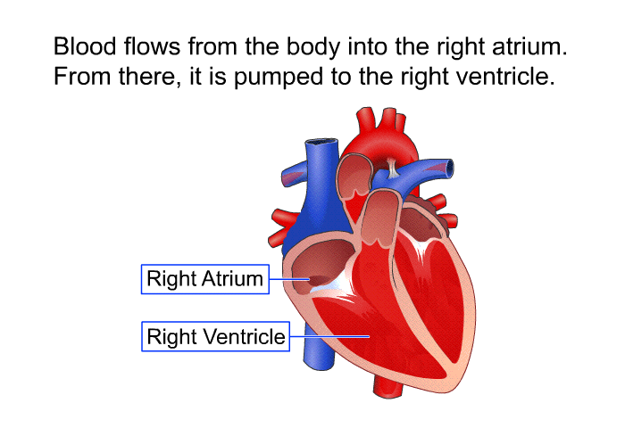 Blood flows from the body into the right atrium. From there, it is pumped to the right ventricle.