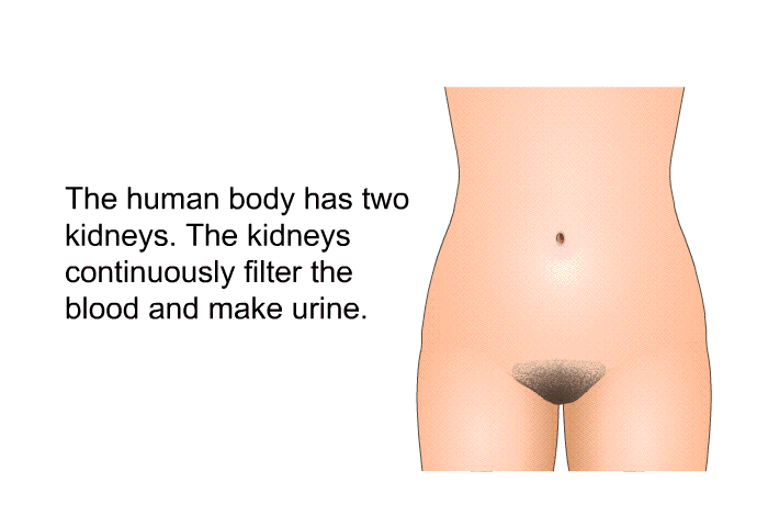 The human body has two kidneys. The kidneys continuously filter the blood and make urine.