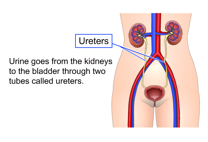 Urine goes from the kidneys to the bladder through two tubes called ureters.