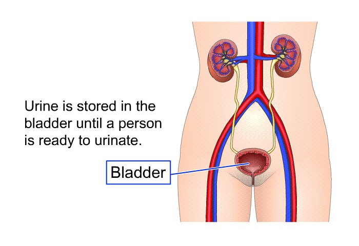 Urine is stored in the bladder until a person is ready to urinate.