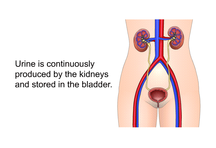 Urine is continuously produced by the kidneys and stored in the bladder.