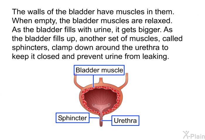 The walls of the bladder have muscles in them. When empty, the bladder muscles are relaxed. As the bladder fills with urine, it gets bigger. As the bladder fills up, another set of muscles, called sphincters, clamp down around the urethra to keep it closed and prevent urine from leaking.