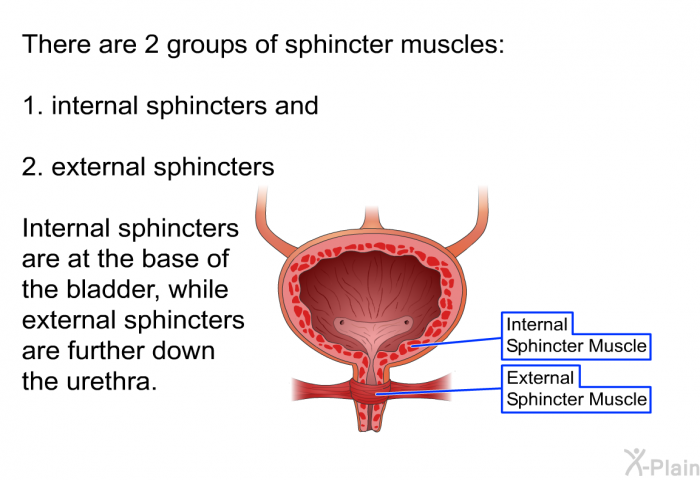 There are 2 groups of sphincter muscles:  internal sphincters and external sphincters  
 Internal sphincters are at the base of the bladder, while external sphincters are further down the urethra.