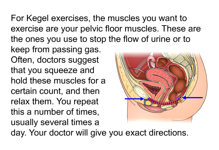 For Kegel exercises, the muscles you want to exercise are your pelvic floor muscles. These are the ones you use to stop the flow of urine or to keep from passing gas. Often, doctors suggest that you squeeze and hold these muscles for a certain count, and then relax them. You repeat this a number of times, usually several times a day. Your doctor will give you exact directions.