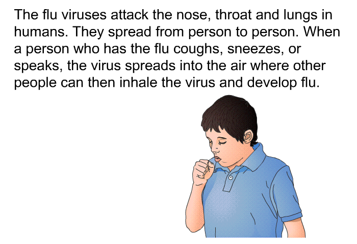 The flu viruses attack the nose, throat and lungs in humans. They spread from person to person. When a person who has the flu coughs, sneezes, or speaks, the virus spreads into the air where other people can then inhale the virus and develop flu.