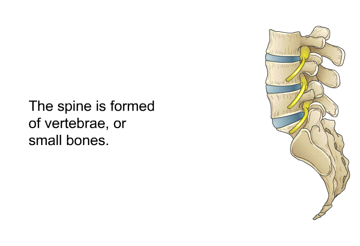 The spine is formed of vertebrae, or small bones.