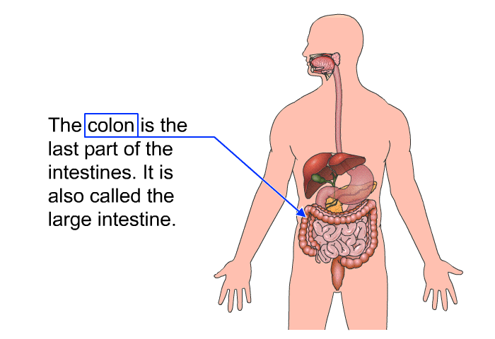The colon is the last part of the intestines. It is also called the large intestine.