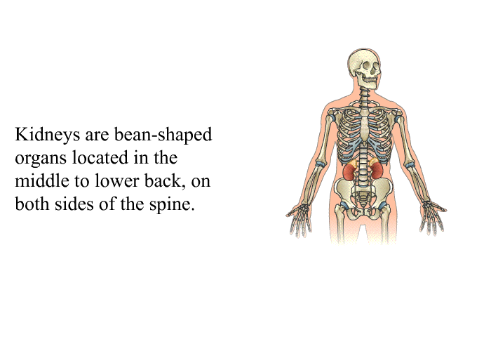 Kidneys are bean-shaped organs located in the middle to lower back, on both sides of the spine.