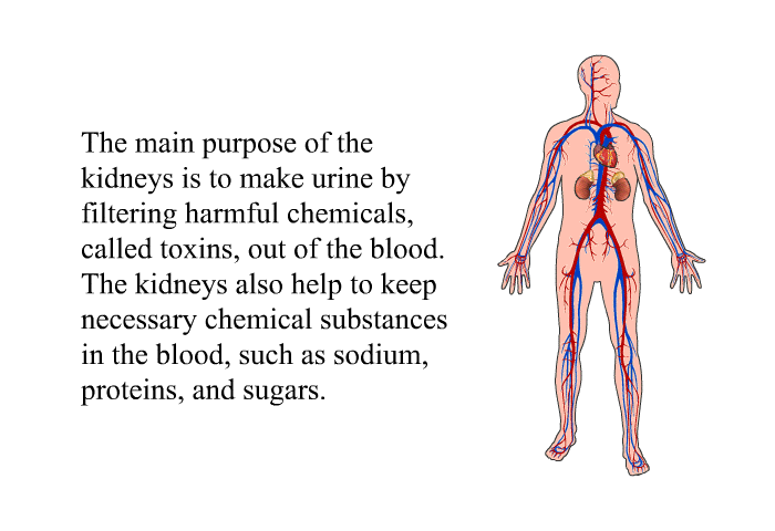The main purpose of the kidneys is to make urine by filtering harmful chemicals, called toxins, out of the blood. The kidneys also help to keep necessary chemical substances in the blood, such as sodium, proteins, and sugars.