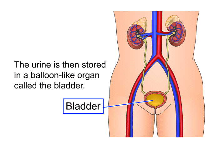 The urine is then stored in a balloon-like organ called the bladder.