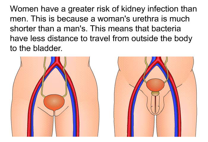 Women have a greater risk of kidney infection than men. This is because a woman's urethra is much shorter than a man's. This means that bacteria have less distance to travel from outside the body to the bladder.