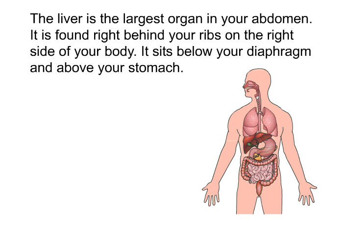 The liver is the largest organ in your abdomen. It is found right behind your ribs on the right side of your body. It sits below your diaphragm and above your stomach.