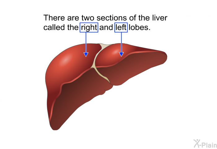 There are two sections of the liver called the right and left lobes.
