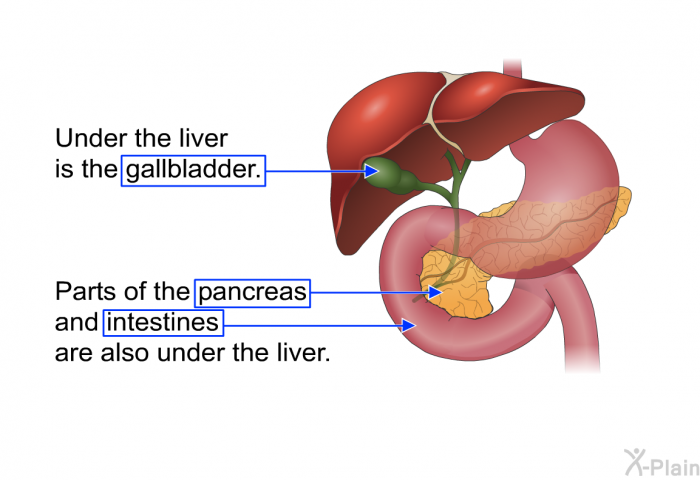 Under the liver is the gallbladder. Parts of the pancreas and intestines are also under the liver.