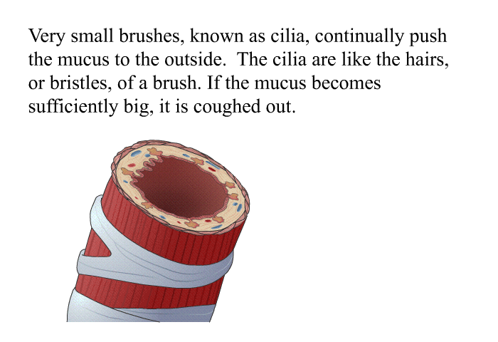 Very small brushes, known as cilia, continually push the mucus to the outside. The cilia are like the hairs, or bristles, of a brush. If the mucus becomes sufficiently big, it is coughed out.