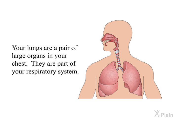 Your lungs are a pair of large organs in your chest. They are part of your respiratory system.