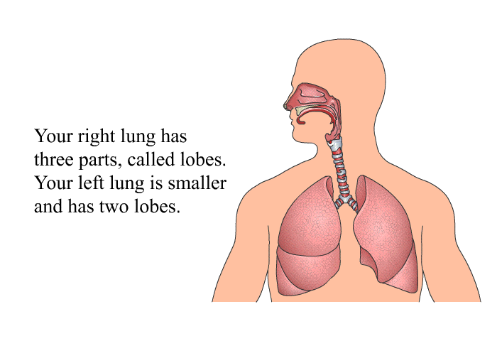 Your right lung has three parts, called lobes. Your left lung is smaller and has two lobes.