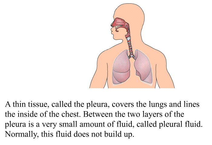 A thin tissue, called the pleura, covers the lungs and lines the inside of the chest. Between the two layers of the pleura is a very small amount of fluid, called pleural fluid. Normally, this fluid does not build up.
