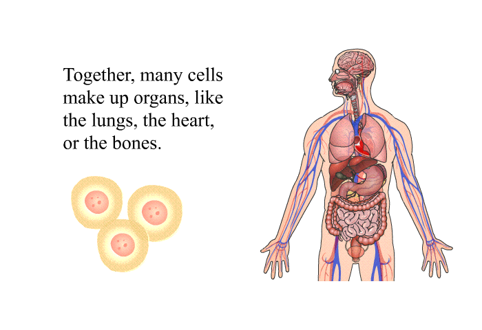 Together, many cells make up organs, like the lungs, the heart, or the bones.