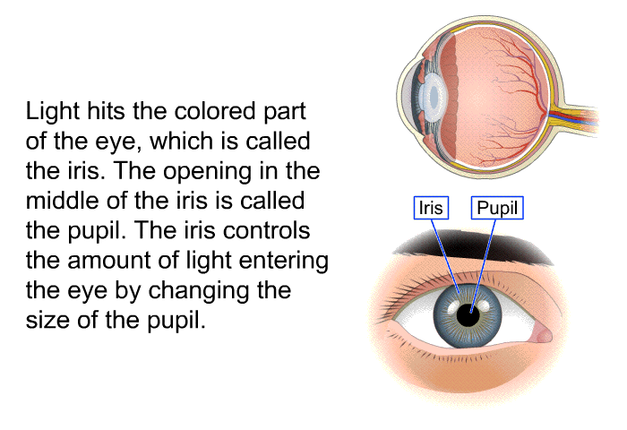 Light hits the colored part of the eye, which is called the iris. The opening in the middle of the iris is called the pupil. The iris controls the amount of light entering the eye by changing the size of the pupil.