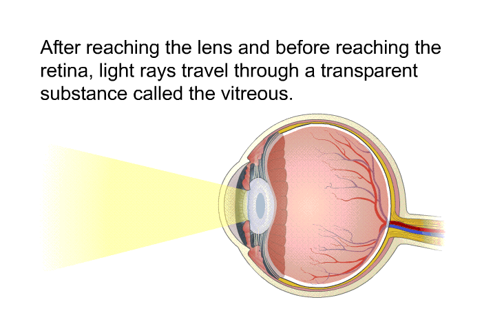 After reaching the lens and before reaching the retina, light rays travel through a transparent substance called the vitreous.