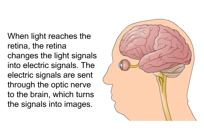 When light reaches the retina, the retina changes the light signals into electric signals. The electric signals are sent through the optic nerve to the brain, which turns the signals into images.