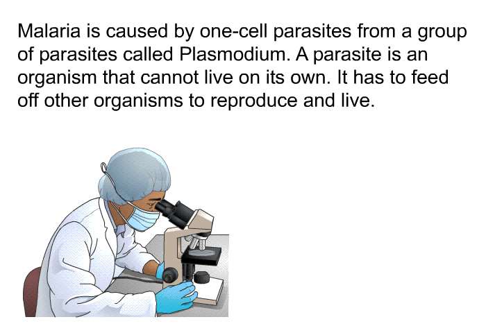 Malaria is caused by one-cell parasites from a group of parasites called Plasmodium. A parasite is an organism that cannot live on its own. It has to feed off other organisms to reproduce and live.