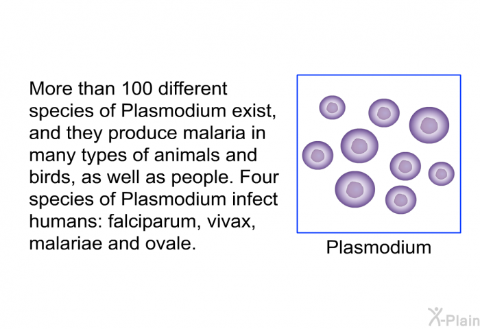 More than 100 different species of Plasmodium exist, and they produce malaria in many types of animals and birds, as well as people. Four species of Plasmodium infect humans: falciparum, vivax, malariae and ovale.