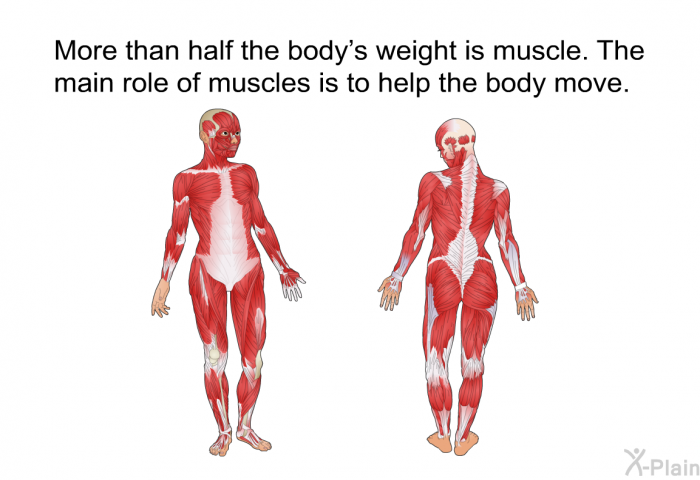More than half the body's weight is muscle. The main role of muscles is to help the body move.