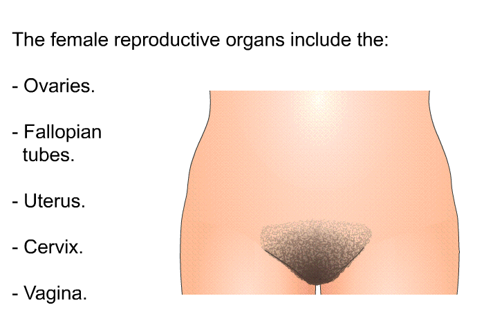 The female reproductive organs include the:  Ovaries. Fallopian tubes. Uterus. Cervix. Vagina.