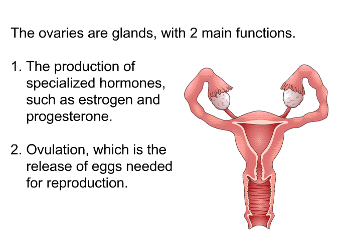 The ovaries are glands, with 2 main functions.  The production of specialized hormones, such as estrogen and progesterone. Ovulation, which is the release of eggs needed for reproduction.