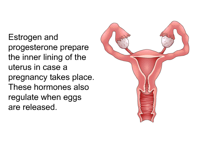 Estrogen and progesterone prepare the inner lining of the uterus in case a pregnancy takes place. These hormones also regulate when eggs are released.