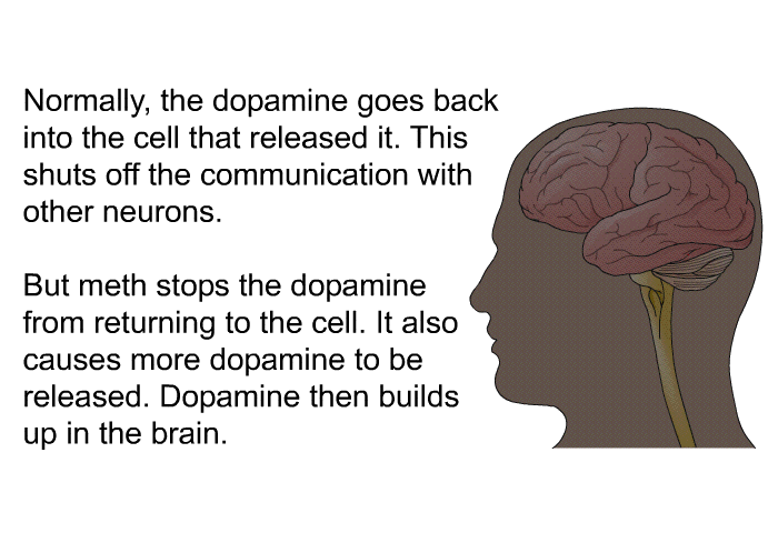 Normally, the dopamine goes back into the cell that released it. This shuts off the communication with other neurons. But meth stops the dopamine from returning to the cell. It also causes more dopamine to be released. Dopamine then builds up in the brain.