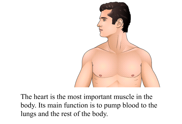 The heart is the most important muscle in the body. Its main function is to pump blood to the lungs and the rest of the body.