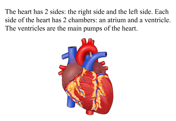 The heart has 2 sides: the right side and the left side. Each side of the heart has 2 chambers: an atrium and a ventricle. The ventricles are the main pumps of the heart.