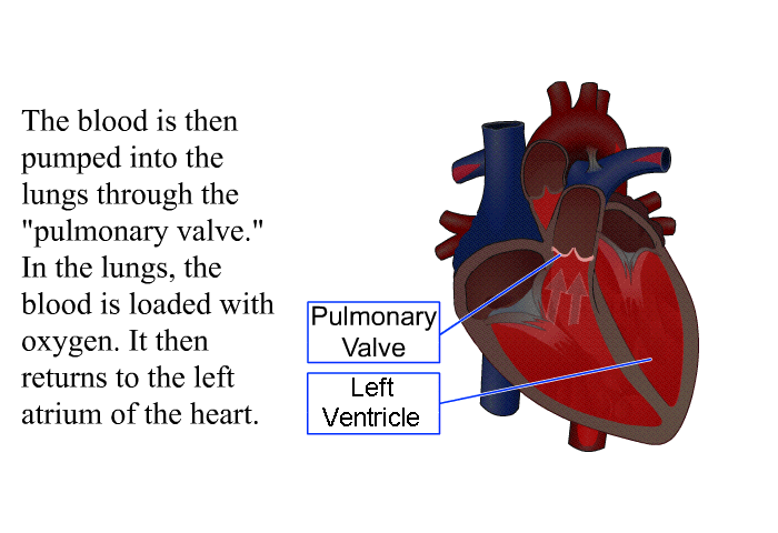 The blood is then pumped into the lungs through the “pulmonary valve.” In the lungs, the blood is loaded with oxygen. It then returns to the left atrium of the heart.