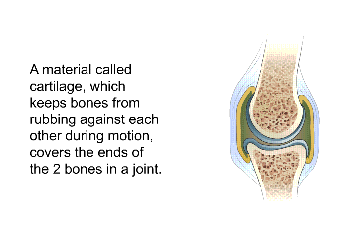 A material called cartilage, which keeps bones from rubbing against each other during motion, covers the ends of the 2 bones in a joint.