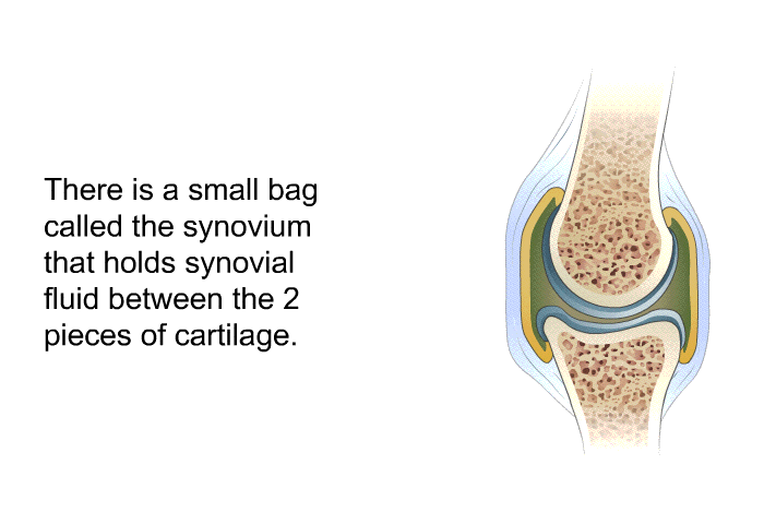 There is a small bag called the synovium that holds synovial fluid between the 2 pieces of cartilage.